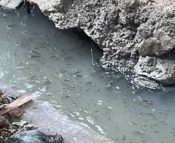 Centenas de peixes em canal no bairro Jurema chamam atenção em Vitória da Conquista